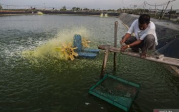 Simak panduan memilih perlengkapan tambak berkualitas yang tahan cuaca ekstrem. Temukan investasi aksesori teknis terbaik untuk keberhasilan budidaya Anda di sini.
